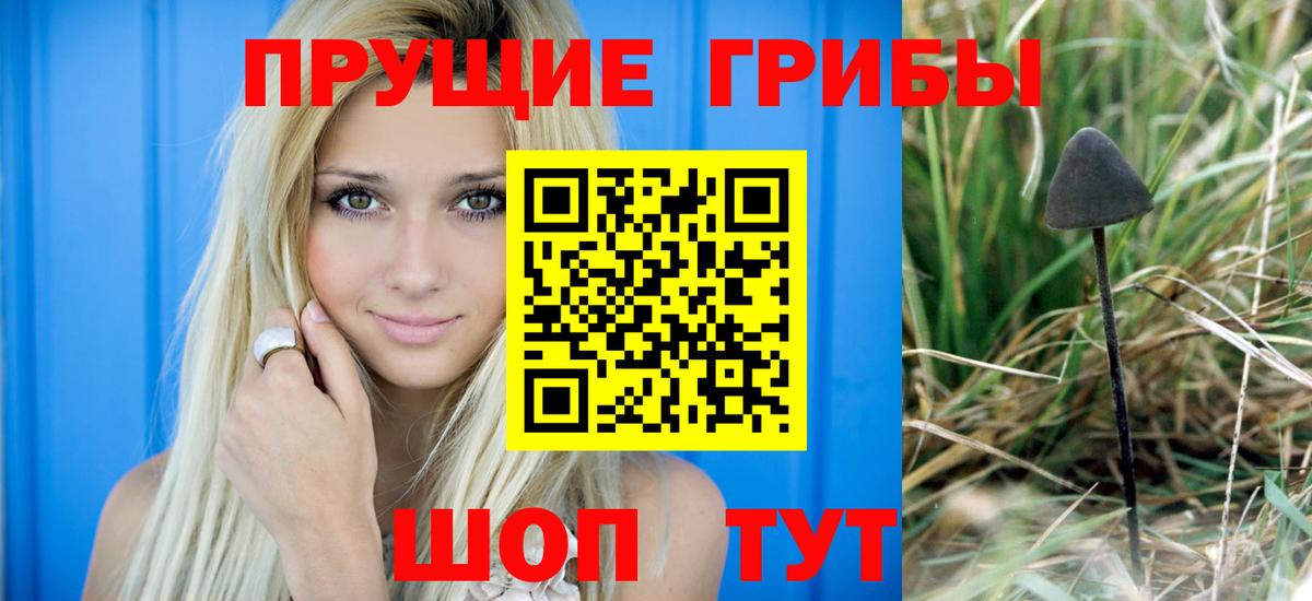 Галлюциногенные грибы GOLDEN TEACHER  Вход с VPN  купить  цена  Карачаевск 